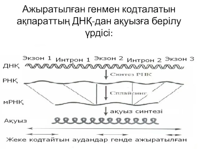 Ажыратылған генмен кодталатын ақпараттың ДНҚ-дан ақуызға берілу үрдісі: