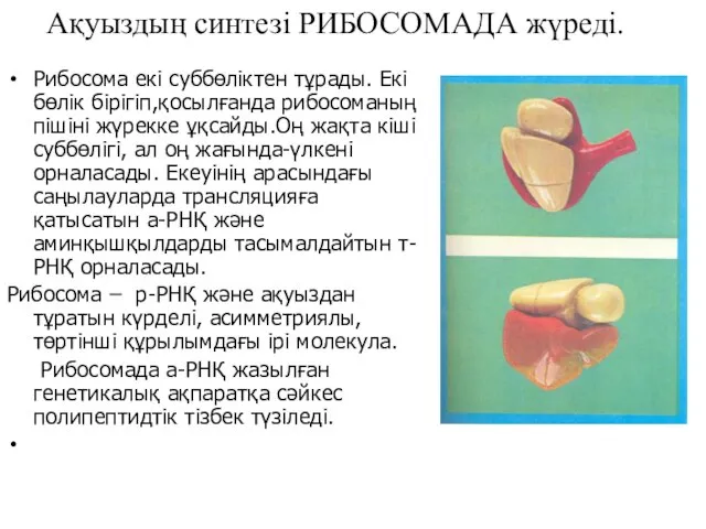 Ақуыздың синтезі РИБОСОМАДА жүреді. Рибосома екі суббөліктен тұрады. Екі бөлік бірігіп,қосылғанда рибосоманың