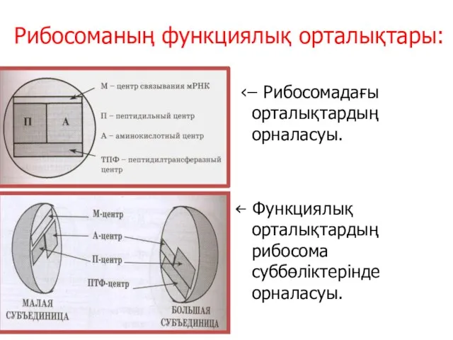 Рибосоманың функциялық орталықтары: ‹ ̶ Рибосомадағы орталықтардың орналасуы. ‹̶ Функциялық орталықтардың рибосома суббөліктерінде орналасуы.