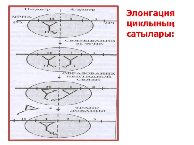 Элонгация циклының сатылары: