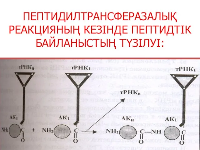 ПЕПТИДИЛТРАНСФЕРАЗАЛЫҚ РЕАКЦИЯНЫҢ КЕЗІНДЕ ПЕПТИДТІК БАЙЛАНЫСТЫҢ ТҮЗІЛУІ: