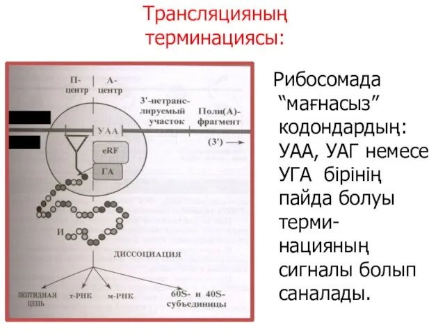 Трансляцияның терминациясы: (5‘) М- РНК Рибосомада “мағнасыз” кодондардың: УАА, УАГ немесе УГА