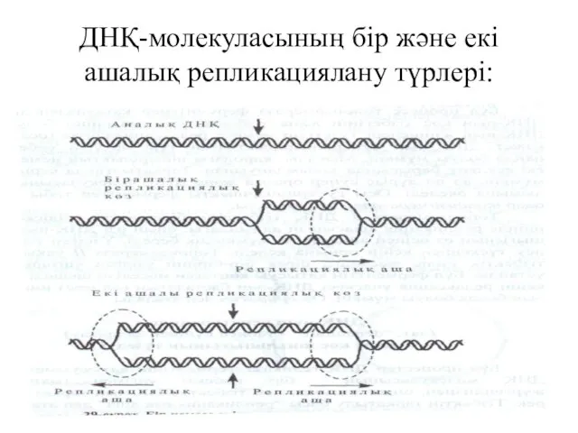 ДНҚ-молекуласының бір және екі ашалық репликациялану түрлері: