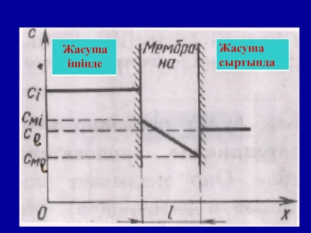 Жасуша ішінде Жасуша сыртында