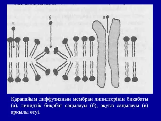 Қарапайым диффузияның мембран липидтерінің биқабаты (а), липидтік биқабат саңылауы (б), ақуыз саңылауы (в) арқылы өтуі.
