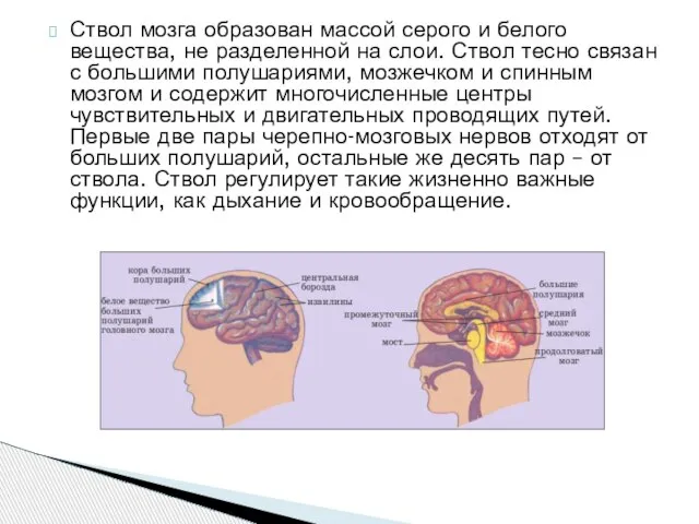 Ствол мозга образован массой серого и белого вещества, не разделенной на слои.