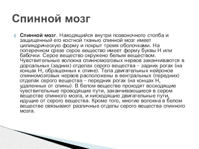 Спинной мозг. Находящийся внутри позвоночного столба и защищенный его костной тканью спинной