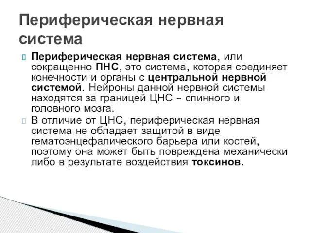 Периферическая нервная система, или сокращенно ПНС, это система, которая соединяет конечности и