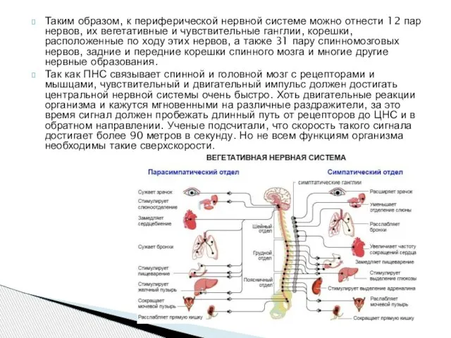 Таким образом, к периферической нервной системе можно отнести 12 пар нервов, их