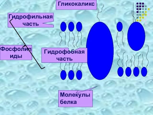 Фосфолипиды Гликокаликс Гидрофильная часть Молекулы белка Гидрофобная часть