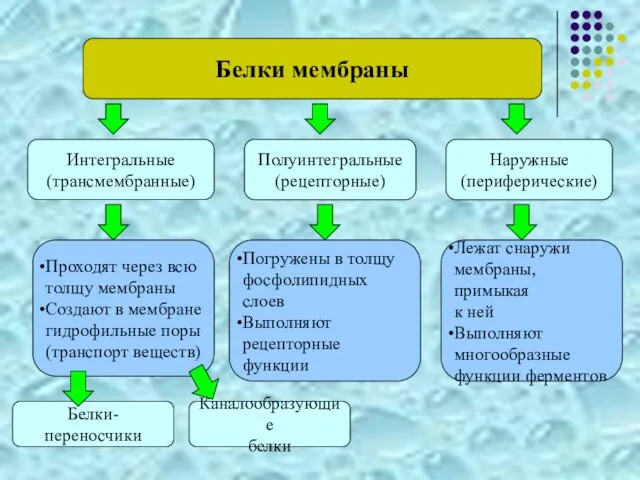 Белки мембраны Интегральные (трансмембранные) Наружные (периферические) Полуинтегральные (рецепторные) Проходят через всю толщу