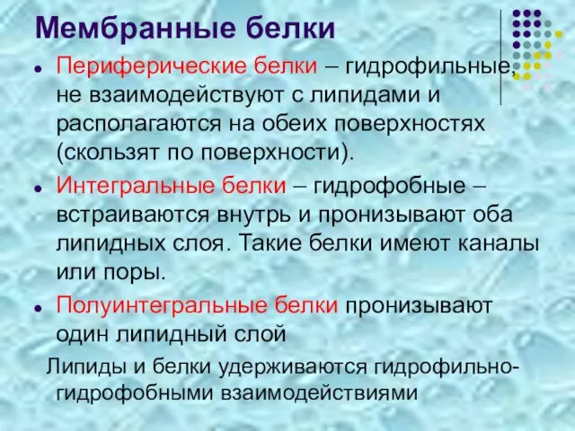 Мембранные белки Периферические белки – гидрофильные, не взаимодействуют с липидами и располагаются