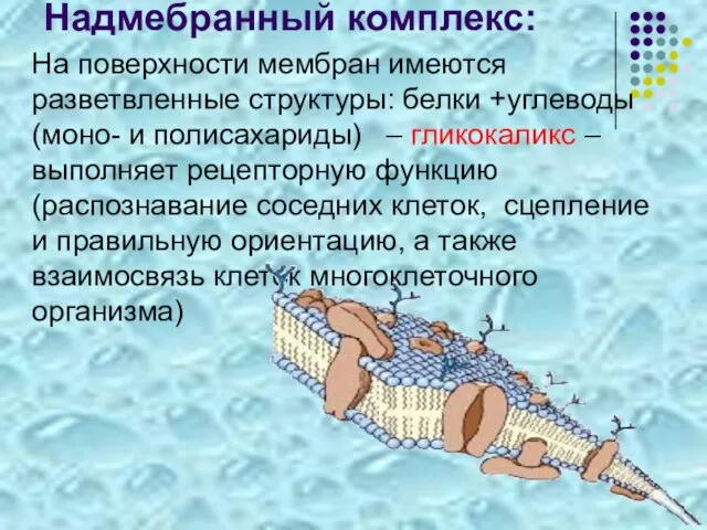 Надмебранный комплекс: На поверхности мембран имеются разветвленные структуры: белки +углеводы (моно- и