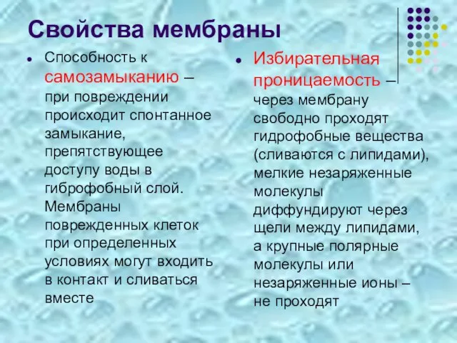 Свойства мембраны Способность к самозамыканию – при повреждении происходит спонтанное замыкание, препятствующее