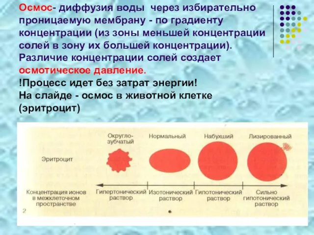 Осмос- диффузия воды через избирательно проницаемую мембрану - по градиенту концентрации (из