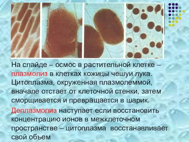 На слайде – осмос в растительной клетке – плазмолиз в клетках кожицы