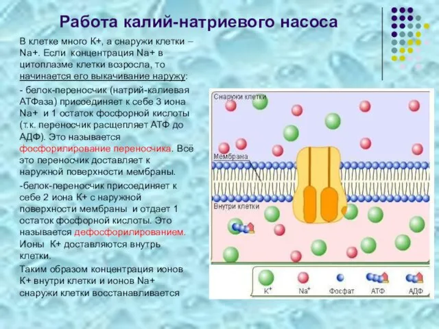 Работа калий-натриевого насоса В клетке много К+, а снаружи клетки – Na+.