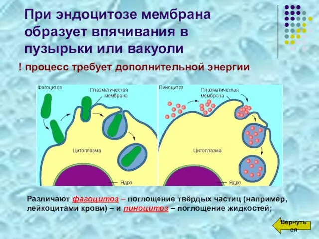 При эндоцитозе мембрана образует впячивания в пузырьки или вакуоли ! процесс требует