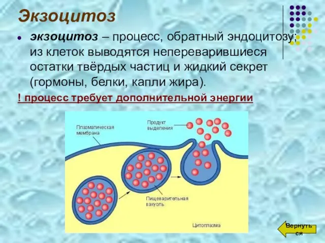 Экзоцитоз экзоцитоз – процесс, обратный эндоцитозу; из клеток выводятся непереварившиеся остатки твёрдых