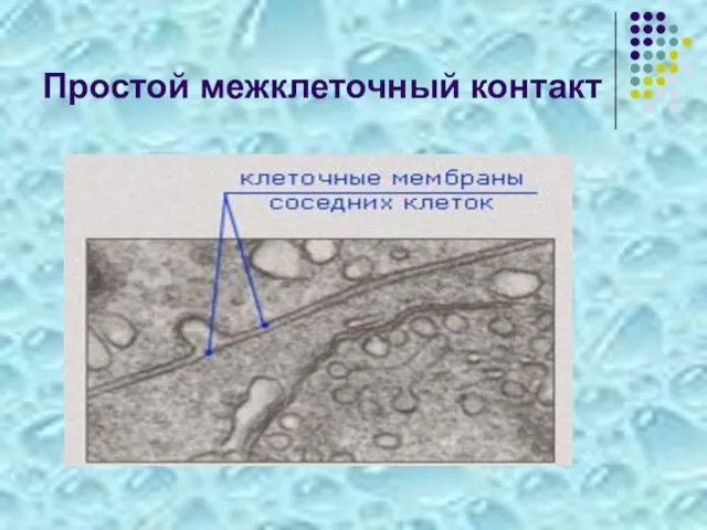 Простой межклеточный контакт