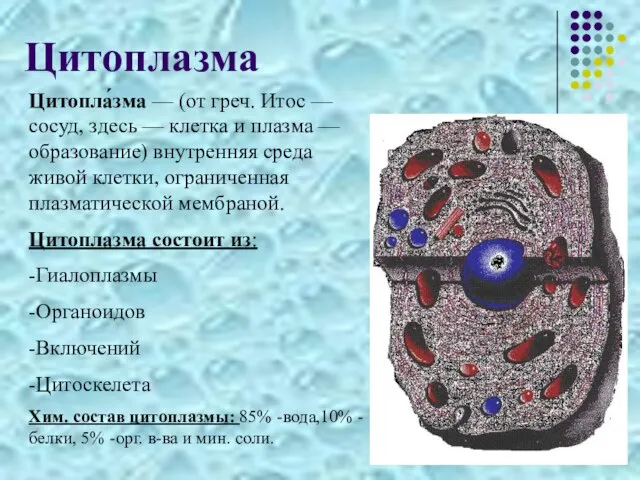 Цитоплазма Цитопла́зма — (от греч. Итос — сосуд, здесь — клетка и