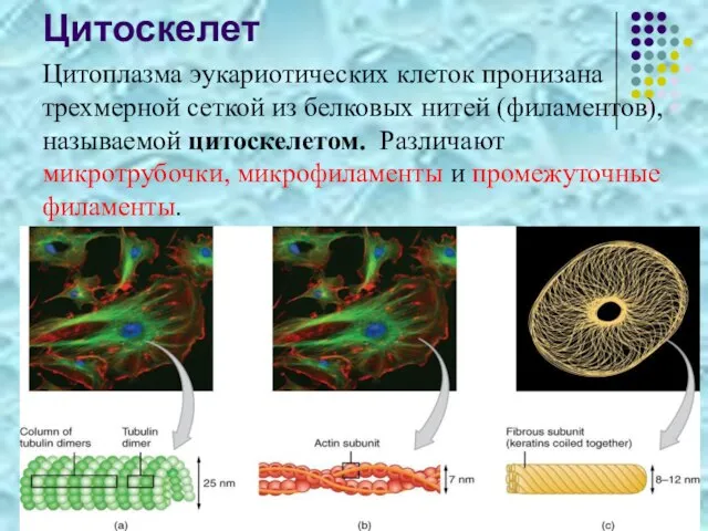 Цитоскелет Цитоплазма эукариотических клеток пронизана трехмерной сеткой из белковых нитей (филаментов), называемой