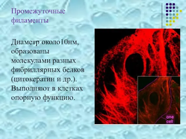 Промежуточные филаменты Диаметр около10нм, образованы молекулами разных фибриллярных белков (цитокератин и др.).