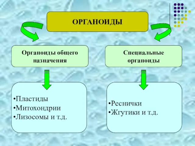 ОРГАНОИДЫ Органоиды общего назначения Специальные органоиды Пластиды Митохондрии Лизосомы и т.д. Реснички Жгутики и т.д.