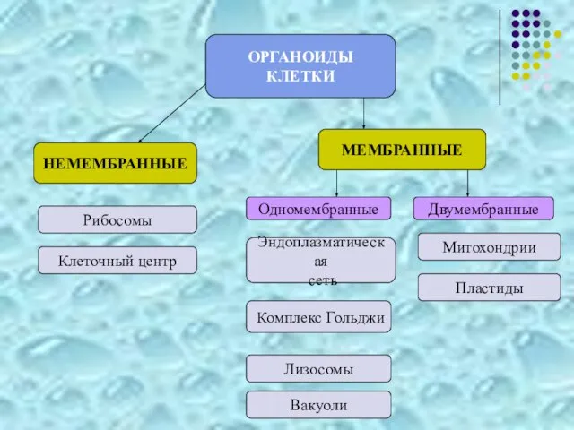 ОРГАНОИДЫ КЛЕТКИ НЕМЕМБРАННЫЕ МЕМБРАННЫЕ Одномембранные Двумембранные Рибосомы Клеточный центр Эндоплазматическая сеть Комплекс