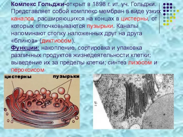 Комлекс Гольджи-открыт в 1898 г. ит. уч. Гольджи. Представляет собой комплекс мембран