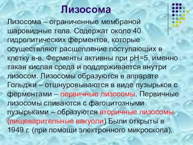 Лизосома Лизосома – ограниченные мембраной шаровидные тела. Содержат около 40 гидролитических ферментов,