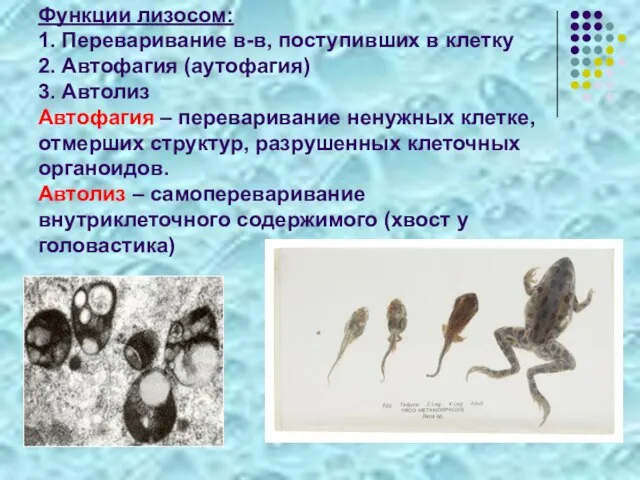 Функции лизосом: 1. Переваривание в-в, поступивших в клетку 2. Автофагия (аутофагия) 3.