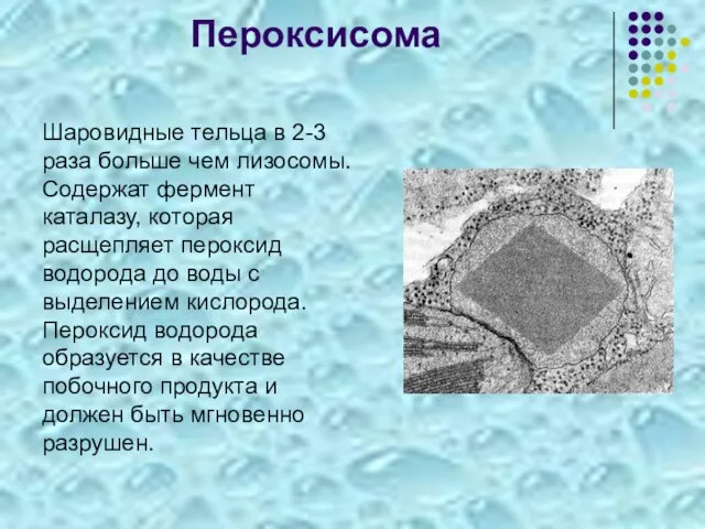 Пероксисома Шаровидные тельца в 2-3 раза больше чем лизосомы. Содержат фермент каталазу,