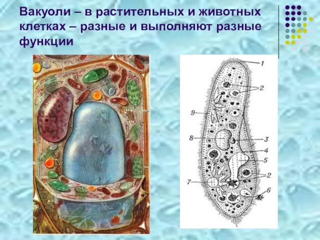 Вакуоли – в растительных и животных клетках – разные и выполняют разные функции