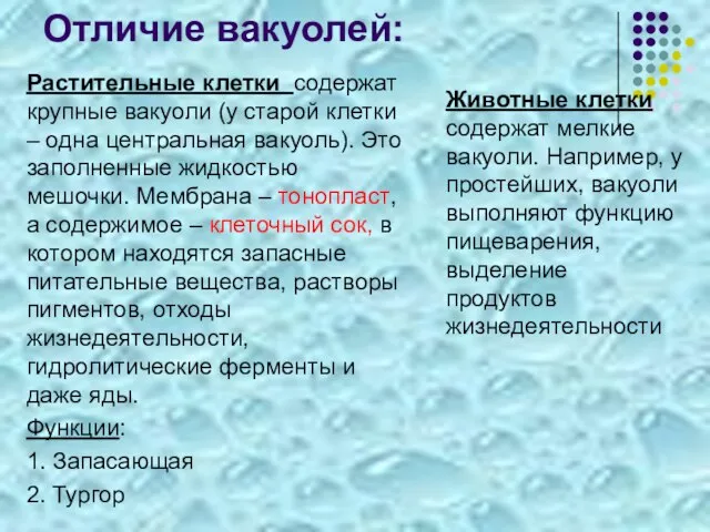 Отличие вакуолей: Растительные клетки содержат крупные вакуоли (у старой клетки – одна