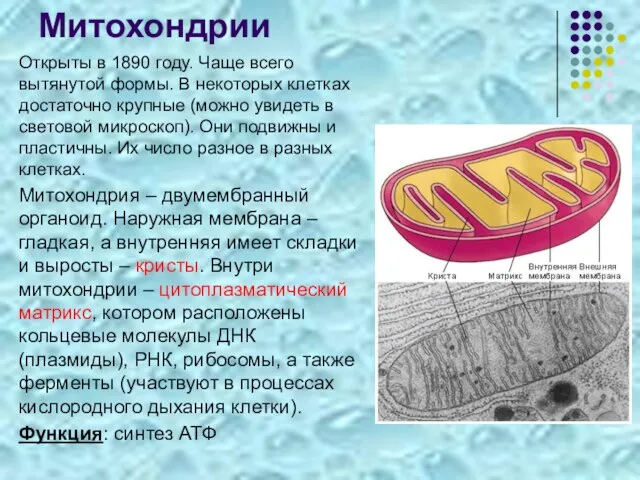 Митохондрии Открыты в 1890 году. Чаще всего вытянутой формы. В некоторых клетках