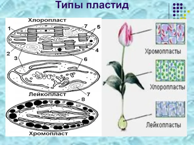 Типы пластид