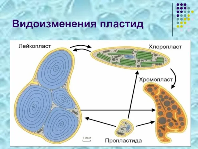 Видоизменения пластид