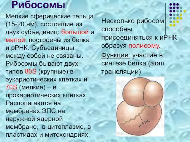 Рибосомы Мелкие сферические тельца (15-20 нм), состоящие из двух субъединиц: большой и