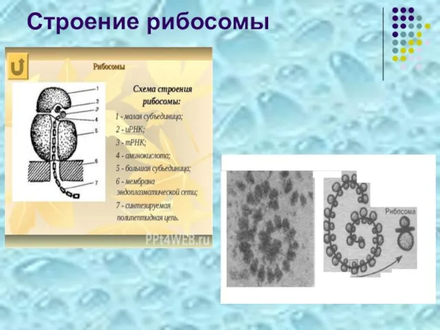 Строение рибосомы