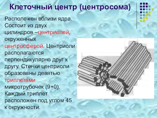 Клеточный центр (центросома) Расположен вблизи ядра. Состоит из двух цилиндров –центриолей, окруженных