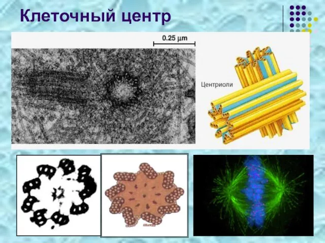 Клеточный центр