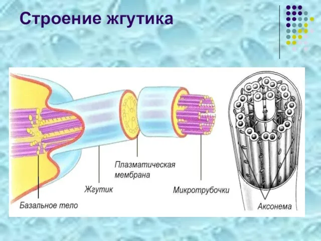 Строение жгутика