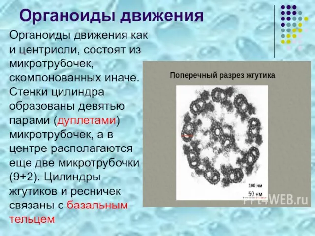 Органоиды движения Органоиды движения как и центриоли, состоят из микротрубочек, скомпонованных иначе.