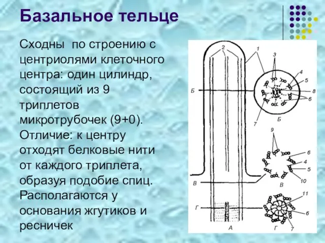 Базальное тельце Сходны по строению с центриолями клеточного центра: один цилиндр, состоящий