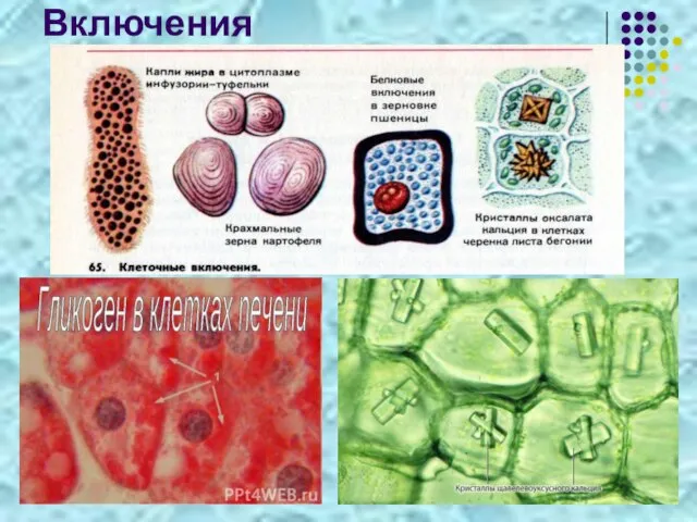 Включения