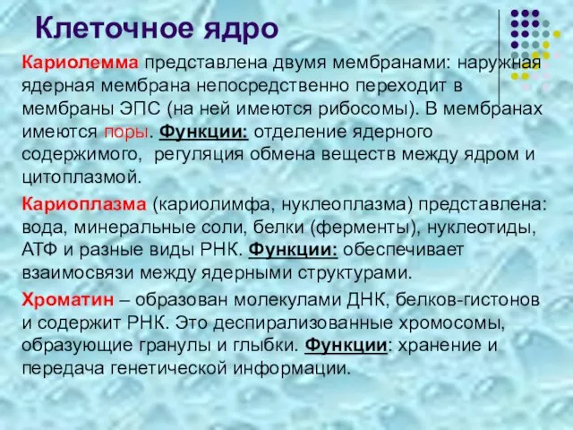 Клеточное ядро Кариолемма представлена двумя мембранами: наружная ядерная мембрана непосредственно переходит в