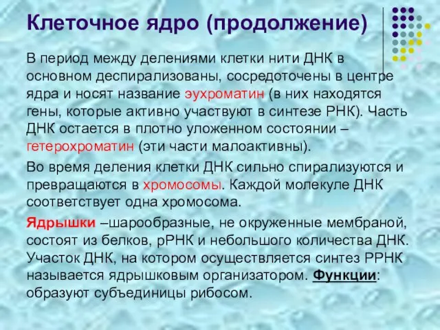 Клеточное ядро (продолжение) В период между делениями клетки нити ДНК в основном