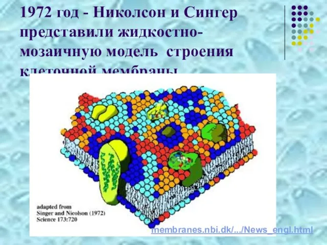 1972 год - Николсон и Сингер представили жидкостно- мозаичную модель строения клеточной мембраны membranes.nbi.dk/.../News_engl.html