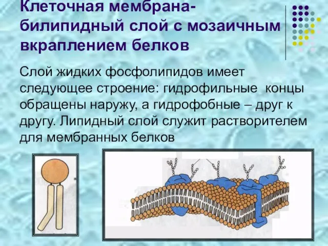 Клеточная мембрана- билипидный слой с мозаичным вкраплением белков Слой жидких фосфолипидов имеет